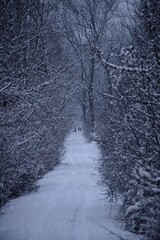 Spaziergang im Winterwald