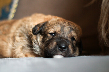 portrait of small puppy dog on white background