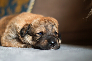 portrait of small puppy dog