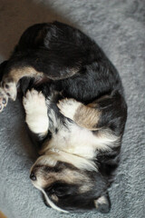 Obraz premium portrait of small puppy dog sleeping on his back