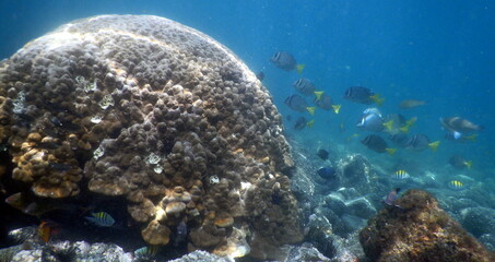 Fototapeta na wymiar Costa Rica Pacific sea life underwater