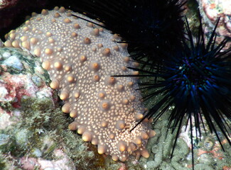 Costa Rica Pacific sea life underwater