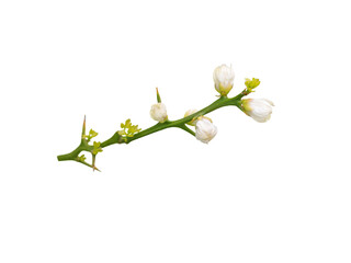 Trifoliate orange flowers isolated on white