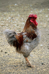 cock