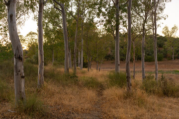 Eucalyptus trees on a forest nature landscape in fall in Spain Portugal