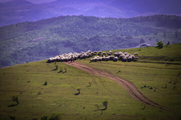 Close up of a sheep on a hill, green grass and off road in the middle. In the back mountains.
