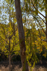 Eucalyptus trees closeup on a forest nature landscape in fall in Spain Portugal