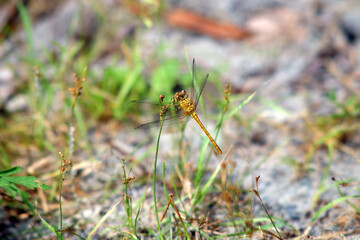 dragonfly on a branch