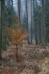 forest forests autumn road forest road trees gloomily