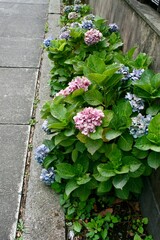 flowers in the garden