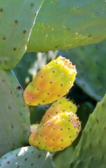 cactus, plant with thorns, yellow cactus fruits, young plants on the cactus