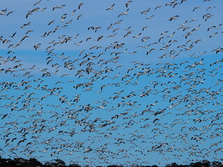 humongous flock of snow geese over Chaseapeake Bay