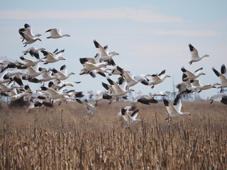 flock of snow geese over field on Chaesapeake Bay