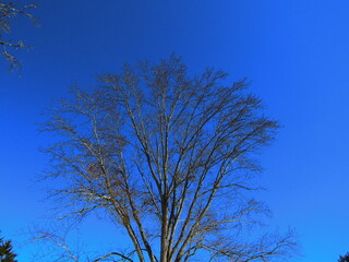tree against a blue sky 