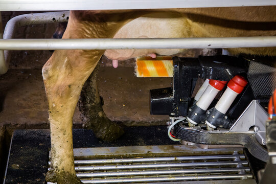 Milking The Cows With A Fully Automated Milking Robot