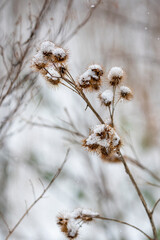 Frozen flowers of Agrimony In Winter With Frozen Ice Crystals.