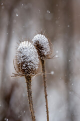 Hoar-frost on the seed boxes of the teasel. Called Dipsacus sylvestris . splendid prickly balls ...