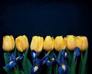 Obraz premium Flowers composition. Frame made of yellow tulips and irises on blue background. Valentines day, mothers day and womens day concept. Flat lay, top view.