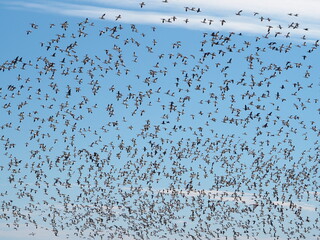humongous flock of snow geese over Chaseapeake Bay