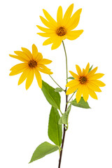 Flowers of Jerusalem Artichoke (Earth Apple), lat. Helianthus tuberosus L. or girasol, isolated on white background
