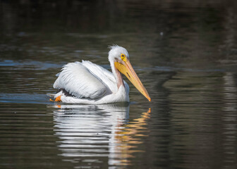 American white pelican (Pelecanus erythrorhynchos) at the Sepulveda Basin Wildlife Reserve, Los Angeles, CA.