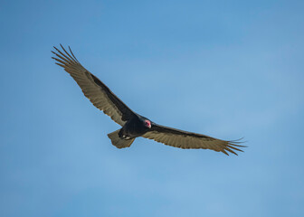 Turkey Vulture (Cathartes aura) at the Sepulveda Basin Wildlife Reserve, Los Angeles, CA.