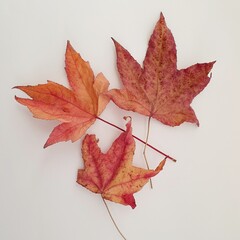 Flat Lay with Red Autumn Maple Leaves Against a White Background