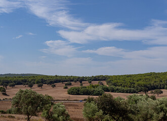 arid dry countryside landscape with green trees, in palma de menorca, spain