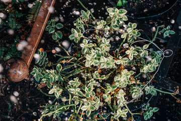 Plants being watered in the afternoon