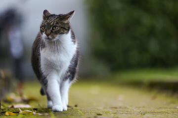 Scheue Katze