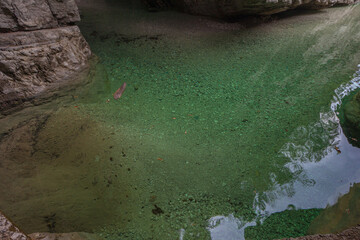 Clear and transparent waters at the bottom of a rocky gorge that reflect the sky and the trees above, Dolomiti Bellunesi National Park, Dolomites, Italy