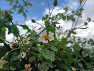 ladybird on a flower