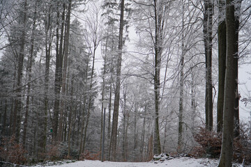 forest in winter
