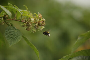 bumblebee pollinates raspberries