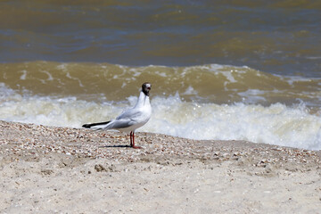 seagulls on the sea beach