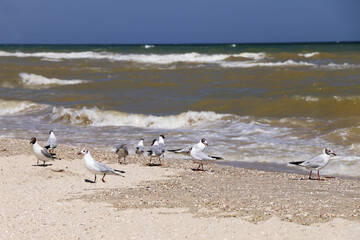 seagulls on the sea beach
