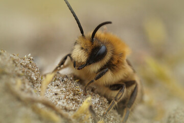 Frontal closeup of a male vernal colletes ,  spring mining bee,  Colletes cunicularius crawling on...