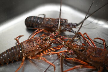 Fresh spiny lobster - Owase, Mie, Japan