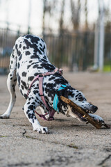 dalmatian playing with a wooden stick