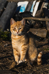 cat posing to camera