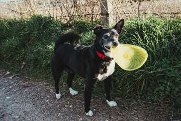 A black and white dog with a frisbee