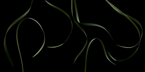 Decorative grass leaves on the black background