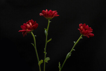 Beautiful red flower in front of the black background, set
