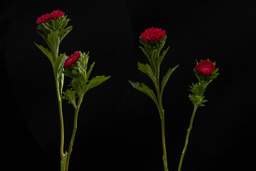 Beautiful red flower in front of the black background, set
