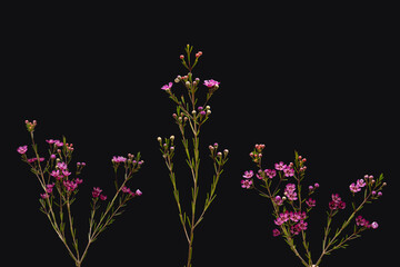 Beautiful small purple flowers in front of the black background, set

