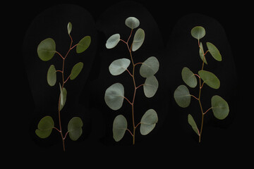 Eucalyptus leaves on black background. Flat lay, top view, set