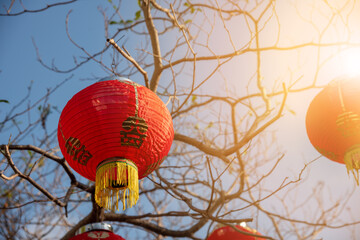 Chinese lanterns on the tree