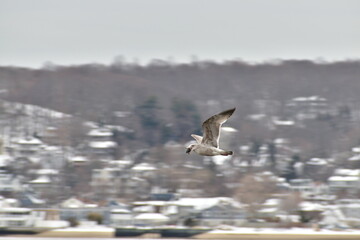 Seagull by the river