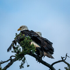 Pair of Bald Eagles Balanced on Windy Perch
