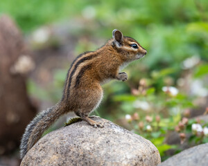 Naklejka na ściany i meble Chipmunk concentrating while standing on rock 